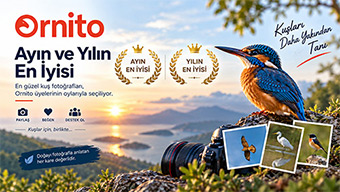 Ayın ve Yılın en iyisi