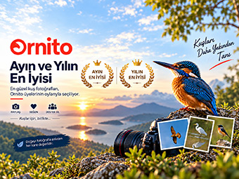 Kuş