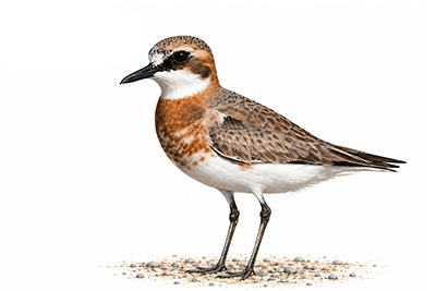 Büyük cılıbıt - Anarhynchus leschenaultii kuş görseli