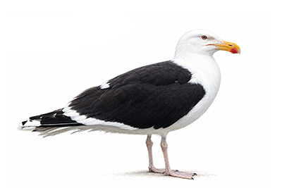 Büyük Karasırtlı Martı - Larus marinus kuş görseli