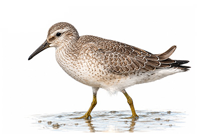 Büyük Kumkuşu - Calidris canutus kuş görseli