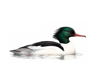 Büyük Tarakdiş - Mergus merganser kuş görseli