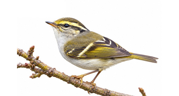 Çalıkuşu çıvgını - Phylloscopus proregulus kuş görseli