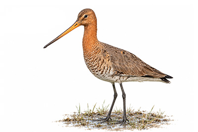 Çamurçulluğu - Limosa limosa kuş görseli