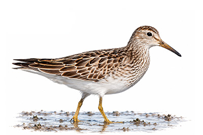 Çizgili kumkuşu - Calidris melanotos kuş görseli