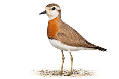 Doğu Cılıbıtı - Anarhynchus asiaticus kuş görseli
