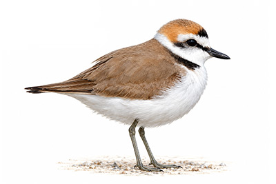 Akça cılıbıt - Anarhynchus alexandrinus kuş görseli