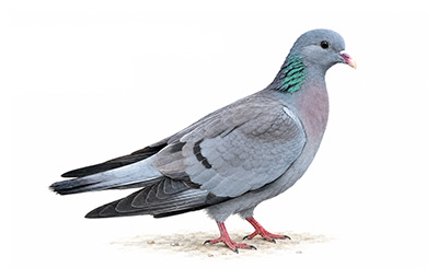 Gökçe Güvercin - Columba oenas kuş görseli