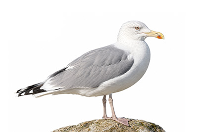 Hazar Martısı - Larus cachinnans kuş görseli