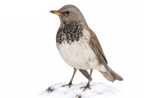 Karagerdanlı ardıç - Turdus atrogularis kuş görseli