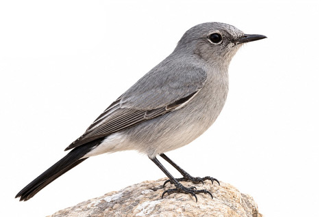 Karakuyruk - Oenanthe melanura kuş görseli