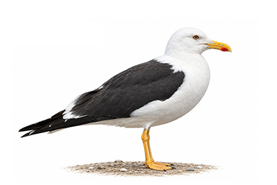 Karasırtlı Martı - Larus fuscus kuş görseli