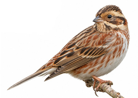 Akkaşlı Çinte - Emberiza rustica kuş görseli