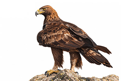 Kaya Kartalı - Aquila chrysaetos kuş görseli