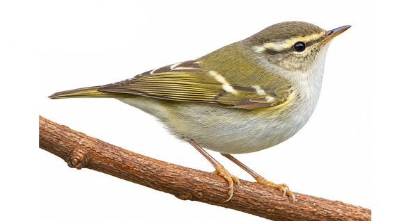 Akkaşlı Çıvgın - Phylloscopus humei kuş görseli