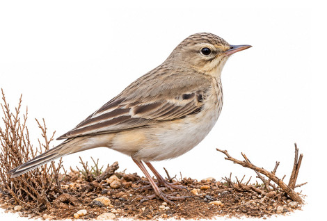 Kır incirkuşu - Anthus campestris kuş görseli