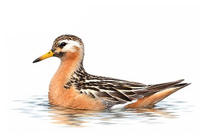 Kızıl Denizdüdükçünü - Phalaropus fulicarius kuş görseli