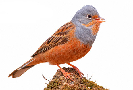Kızıl kirazkuşu - Emberiza caesia kuş görseli