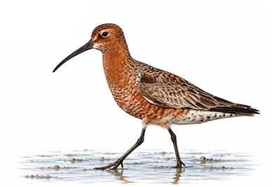 Kızıl Kumkuşu - Calidris ferruginea kuş görseli