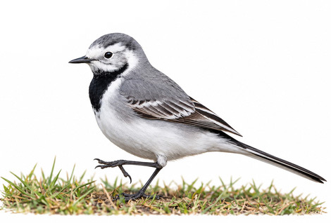 Ak kuyruksallayan - Motacilla alba kuş görseli