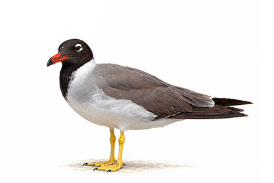 Kızıldeniz martısı - Ichthyaetus leucophthalmus kuş görseli