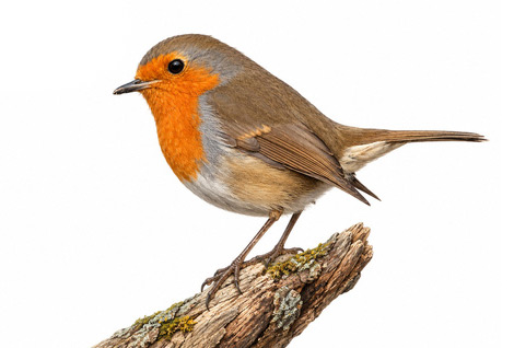 Kızılgerdan - Erithacus rubecula kuş görseli