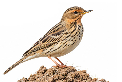 Kızılgerdanlı incirkuşu - Anthus cervinus kuş görseli