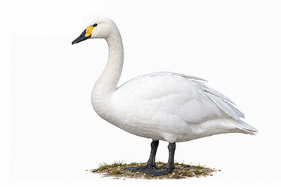 Küçük kuğu - Cygnus columbianus kuş görseli