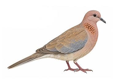 Küçük Kumru - Spilopelia senegalensis kuş görseli