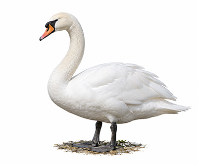 Kuğu - Cygnus olor kuş görseli