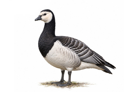 Akyanaklı kaz - Branta leucopsis kuş görseli