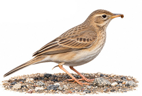 Mahmuzlu incirkuşu - Anthus richardi kuş görseli