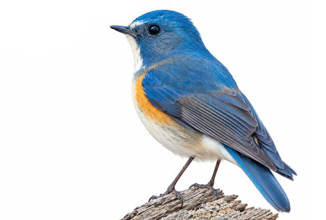 Mavikuyruklu bülbül - Tarsiger cyanurus kuş görseli