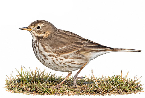 Sibirya incirkuşu - Anthus japonicus kuş görseli