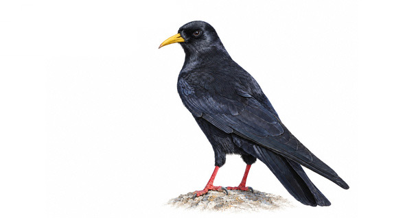 Sarıgagalı dağ kargası - Pyrrhocorax graculus kuş görseli