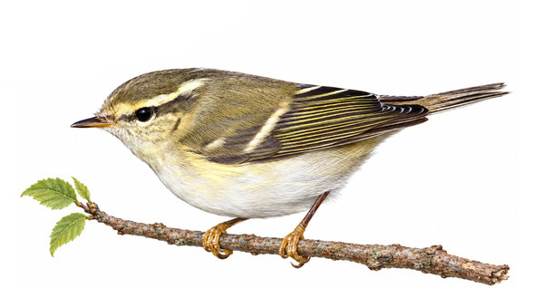 Sarıkaşlı çıvgın - Phylloscopus inornatus kuş görseli