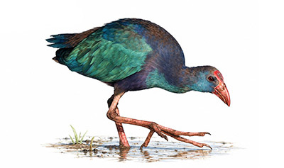 Sazhorozu - Porphyrio poliocephalus kuş görseli