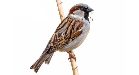 Serçe - Passer domesticus kuş görseli
