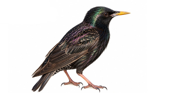 Sığırcık - Sturnus vulgaris kuş görseli