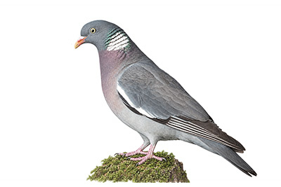 Tahtalı - Columba palumbus kuş görseli