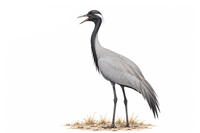 Telli turna - Grus virgo kuş görseli