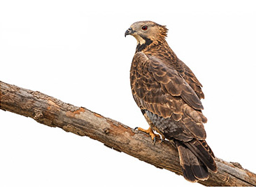 Tepeli Arı Şahini - Pernis ptilorhynchus kuş görseli