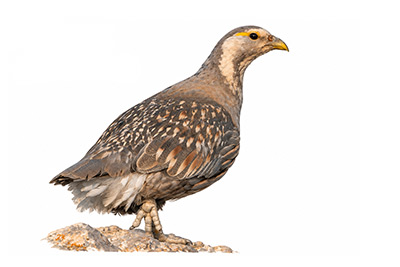 Urkeklik - Tetraogallus caspius kuş görseli