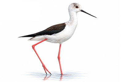 Uzunbacak - Himantopus himantopus kuş görseli