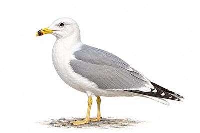 Van gölü martısı - Larus armenicus kuş görseli