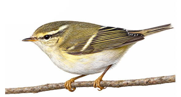 Yeşil Çıvgın - Phylloscopus nitidus kuş görseli