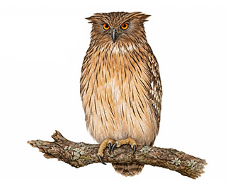 Balık Baykuşu - Ketupa zeylonensis kuş görseli
