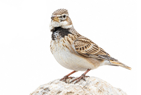 Boğmaklı Toygar - Melanocorypha calandra kuş görseli