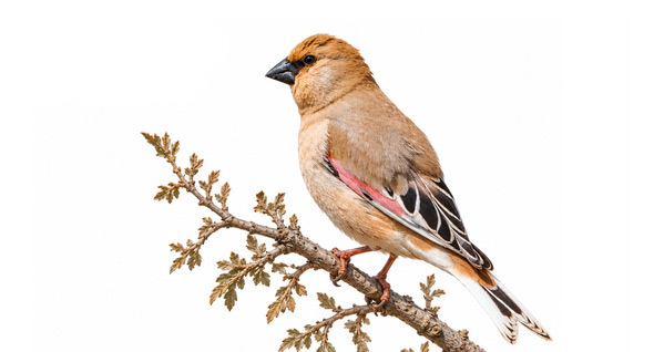 Boz alamecek - Rhodospiza obsoleta kuş görseli