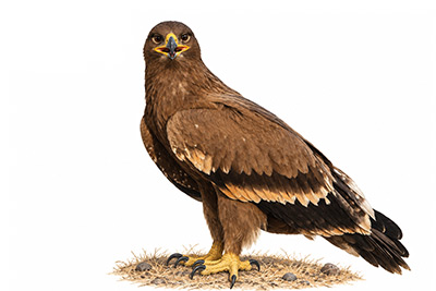 Bozkır Kartalı - Aquila nipalensis kuş görseli